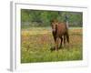 Quarter Horse in Wildflower Field Near Cuero, Texas, USA-Darrell Gulin-Framed Photographic Print