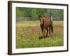 Quarter Horse in Wildflower Field Near Cuero, Texas, USA-Darrell Gulin-Framed Photographic Print