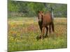 Quarter Horse in Wildflower Field Near Cuero, Texas, USA-Darrell Gulin-Mounted Photographic Print