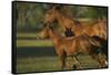 Quarter Horse Mare and Colt-DLILLC-Framed Stretched Canvas