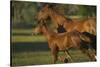 Quarter Horse Mare and Colt-DLILLC-Stretched Canvas