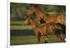 Quarter Horse Mare and Colt-DLILLC-Framed Photographic Print