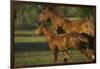 Quarter Horse Mare and Colt-DLILLC-Framed Photographic Print