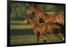 Quarter Horse Mare and Colt-DLILLC-Framed Photographic Print