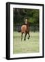 Quarter Horses 012-Bob Langrish-Framed Photographic Print