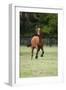 Quarter Horses 012-Bob Langrish-Framed Photographic Print