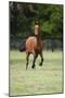 Quarter Horses 012-Bob Langrish-Mounted Photographic Print