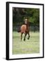 Quarter Horses 012-Bob Langrish-Framed Photographic Print