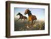 Quarter Horses Running in Field-DLILLC-Framed Photographic Print