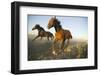 Quarter Horses Running in Field-DLILLC-Framed Photographic Print