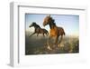 Quarter Horses Running in Field-DLILLC-Framed Photographic Print