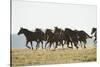 Quarter Horses Running-DLILLC-Stretched Canvas