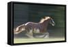 Quarter Horses Running-DLILLC-Framed Stretched Canvas