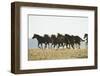 Quarter Horses Running-DLILLC-Framed Photographic Print