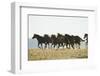 Quarter Horses Running-DLILLC-Framed Photographic Print