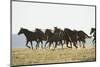 Quarter Horses Running-DLILLC-Mounted Photographic Print