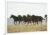 Quarter Horses Running-DLILLC-Framed Photographic Print