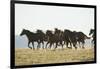 Quarter Horses Running-DLILLC-Framed Photographic Print