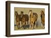 Quarter Horses Running-DLILLC-Framed Photographic Print