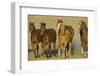 Quarter Horses Running-DLILLC-Framed Photographic Print