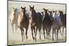 Quarter Horses Running-DLILLC-Mounted Photographic Print