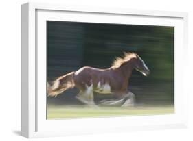 Quarter Horses Running-DLILLC-Framed Photographic Print