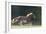 Quarter Horses Running-DLILLC-Framed Photographic Print