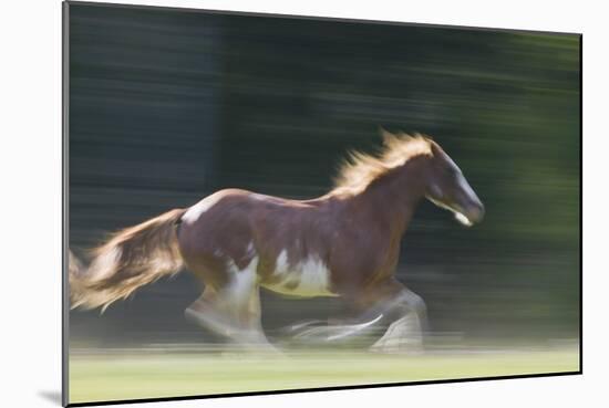 Quarter Horses Running-DLILLC-Mounted Photographic Print