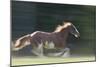 Quarter Horses Running-DLILLC-Mounted Photographic Print
