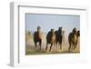 Quarter Horses Running-DLILLC-Framed Photographic Print