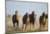 Quarter Horses Running-DLILLC-Mounted Photographic Print