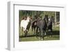 Quarter Horses Running-DLILLC-Framed Photographic Print