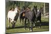 Quarter Horses Running-DLILLC-Mounted Photographic Print