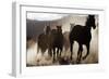 Quarter, Paint Horses Running-null-Framed Photographic Print