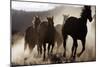 Quarter, Paint Horses Running-null-Mounted Photographic Print