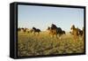 Quarterhorses in Field-DLILLC-Framed Stretched Canvas