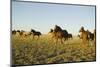 Quarterhorses in Field-DLILLC-Mounted Photographic Print