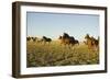 Quarterhorses in Field-DLILLC-Framed Photographic Print