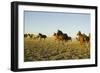 Quarterhorses in Field-DLILLC-Framed Photographic Print