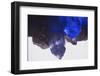 Quartz crystals-Zandria Muench Beraldo-Framed Photographic Print