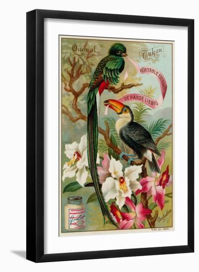 Quasal, Tukan and Orchidees-null-Framed Giclee Print