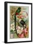 Quasal, Tukan and Orchidees-null-Framed Giclee Print