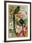 Quasal, Tukan and Orchidees-null-Framed Giclee Print