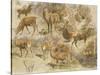 Quatorze études de cerfs-Rosa Bonheur-Stretched Canvas