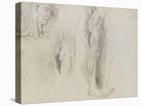 Quatre études d'après un écorché-Gustave Moreau-Stretched Canvas
