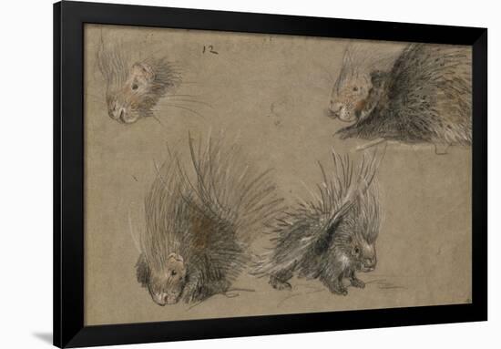 Quatre études de porc-épic-Pieter Boel-Framed Giclee Print