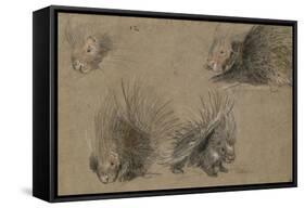 Quatre études de porc-épic-Pieter Boel-Framed Stretched Canvas