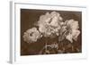 Quatre pivoines-Charles Aubry-Framed Giclee Print