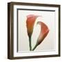 Quattro Gigli I-Bill Philip-Framed Giclee Print