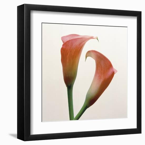 Quattro Gigli I-Bill Philip-Framed Giclee Print